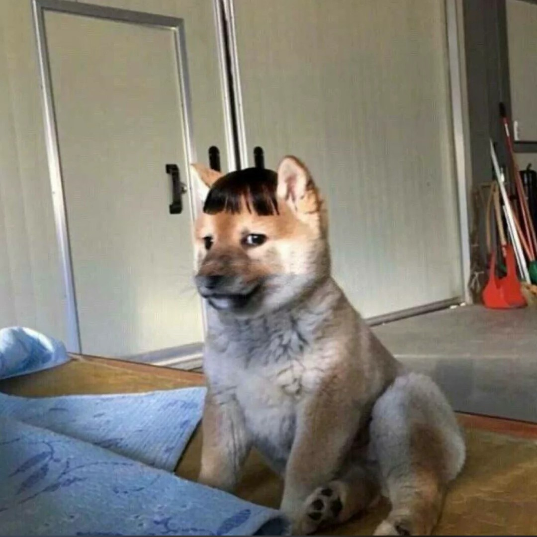 猫猫炸弹