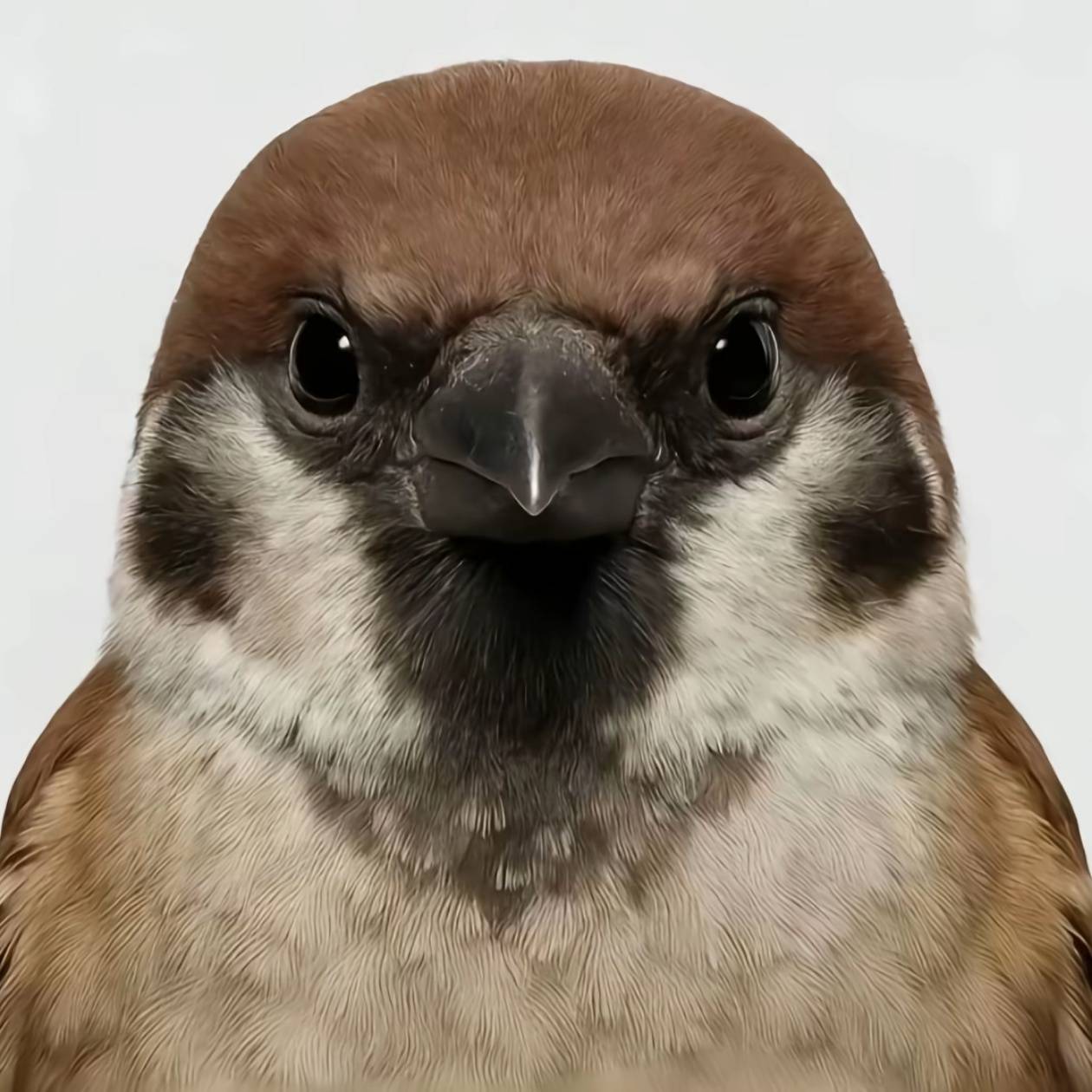麻雀H